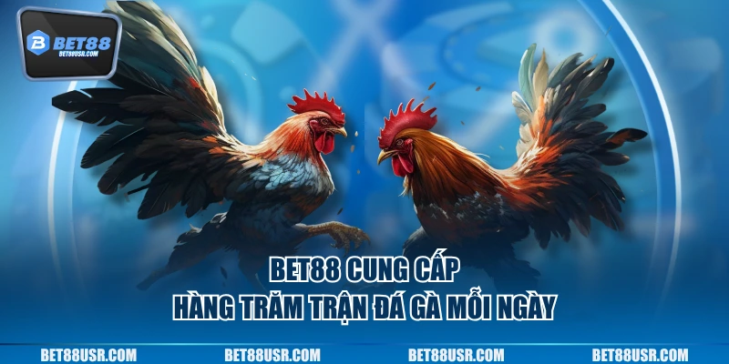 Bet88 cung cấp hàng trăm trận đá gà mỗi ngày