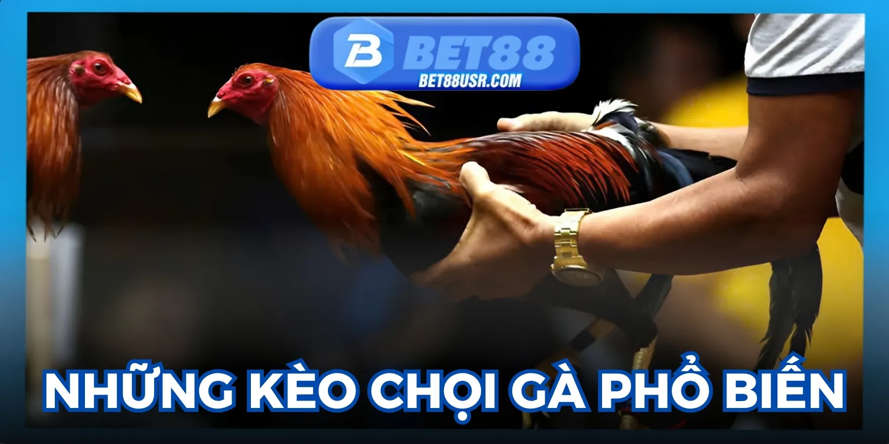 Những loại kèo cược chọi gà phổ biến tại nhà cái.
