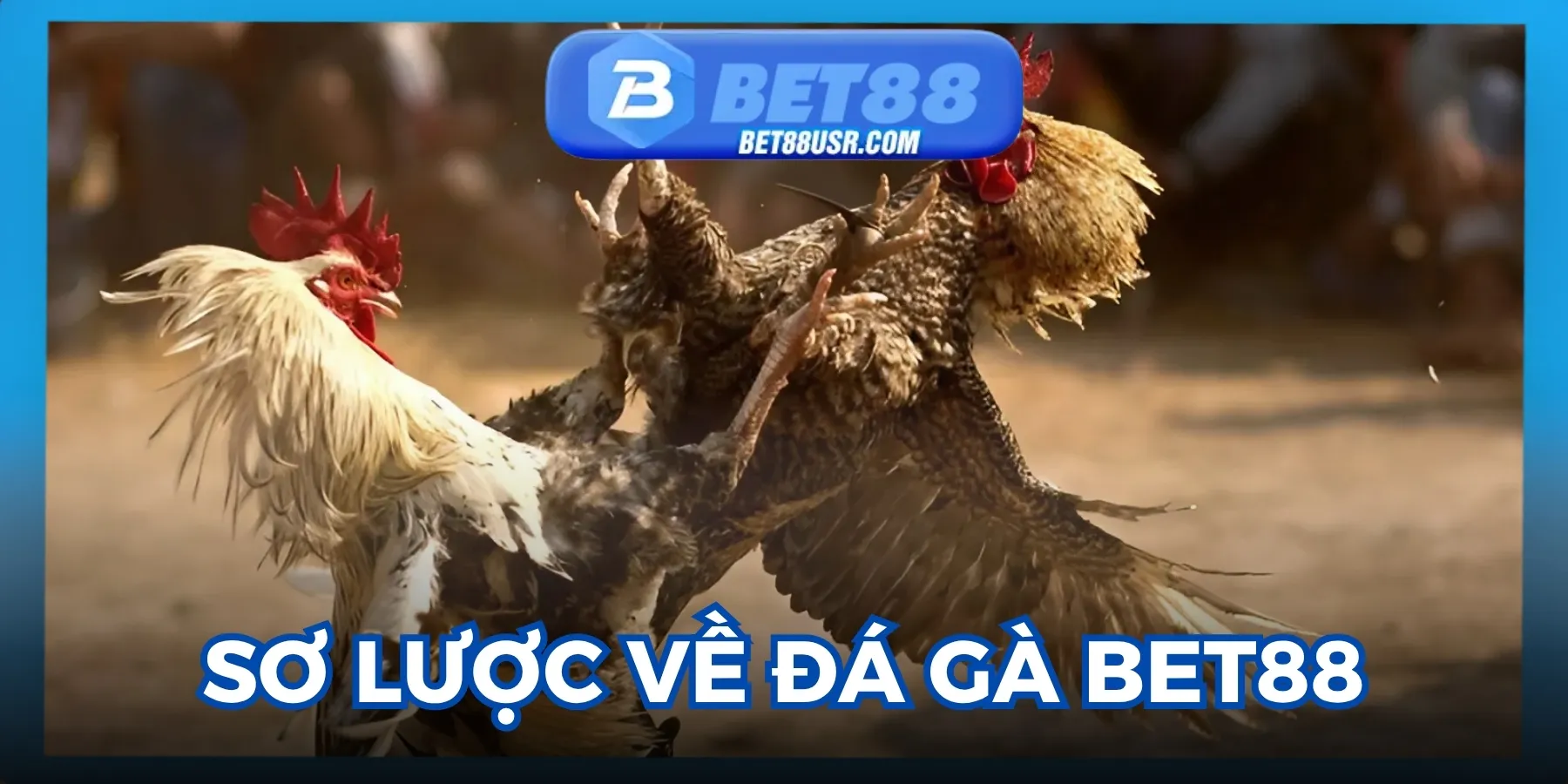 Sơ lược đôi điều về đá gà Bet88
